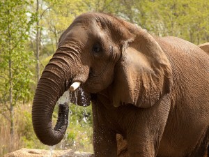 africanelephant2