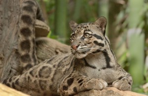 cloudedleopard7